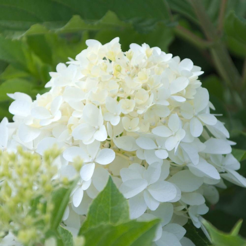 Hortensia paniculata Great Star® 'Le Vasterival', Hydrangea paniculata