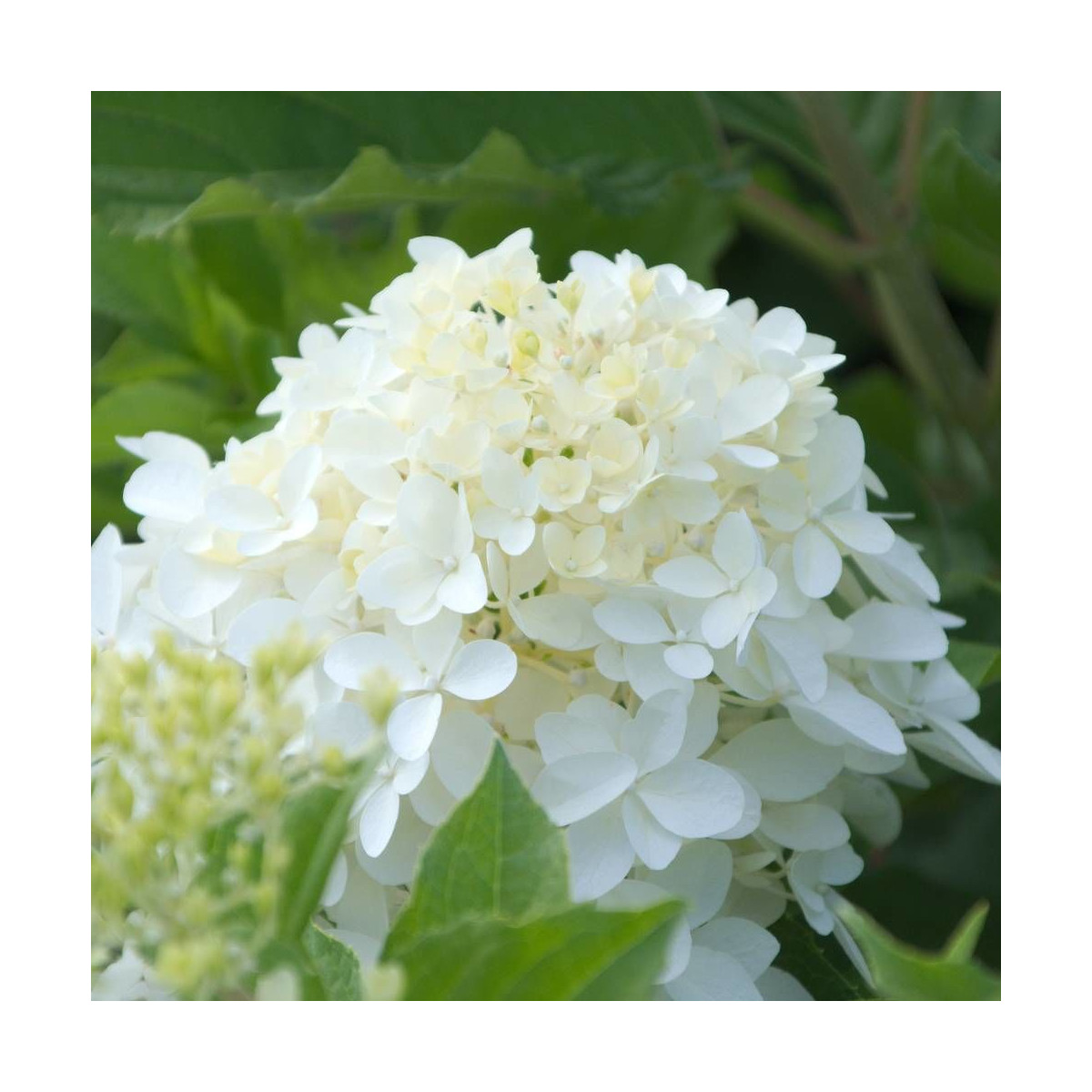 Hortensia paniculata Great Star® 'Le Vasterival', Hydrangea paniculata Hortensia paniculata Great Star® 'Le Vasterival', Hydrangea paniculata