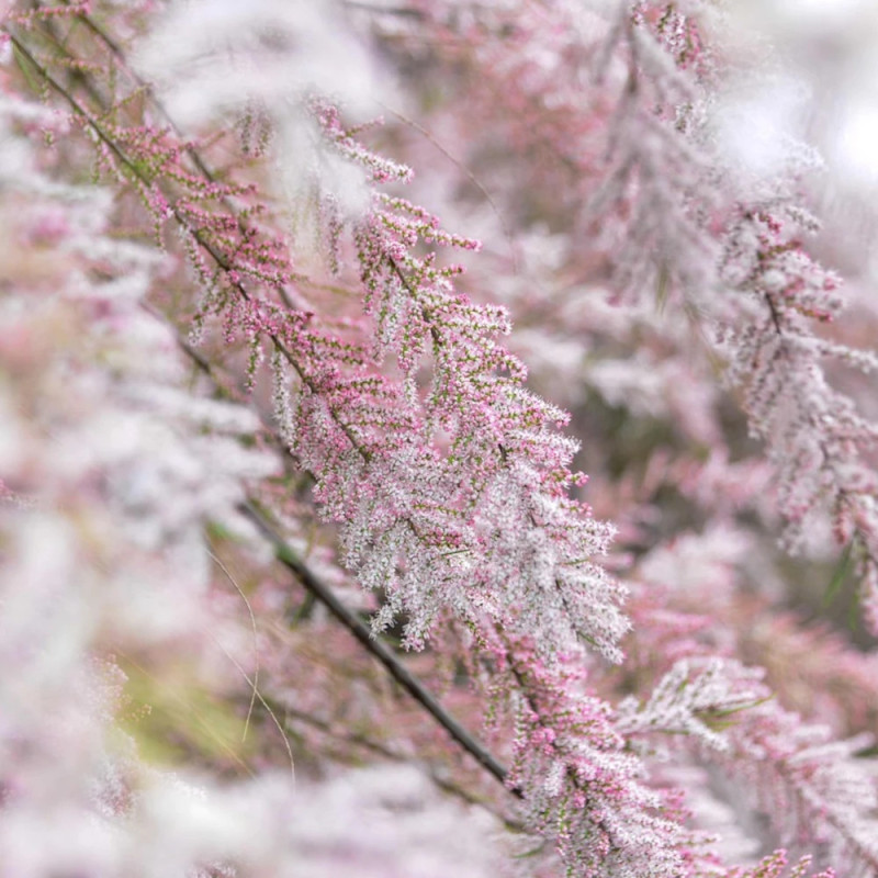 Tamaris d'été rose, Tamarix
