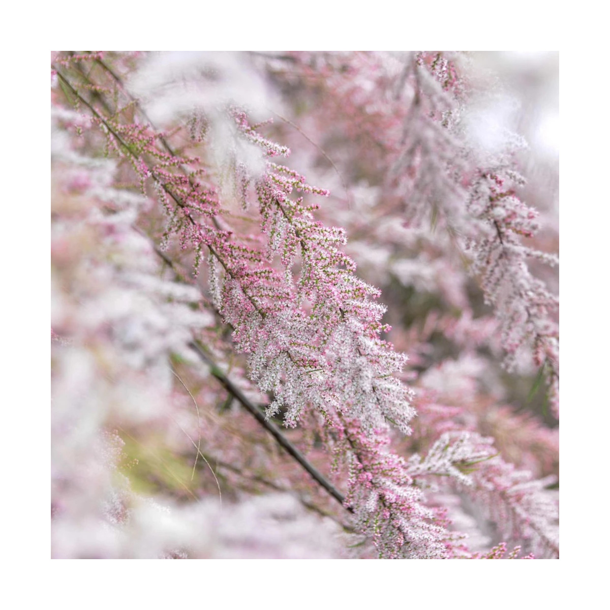 Tamaris d'été ramosissima Rosea