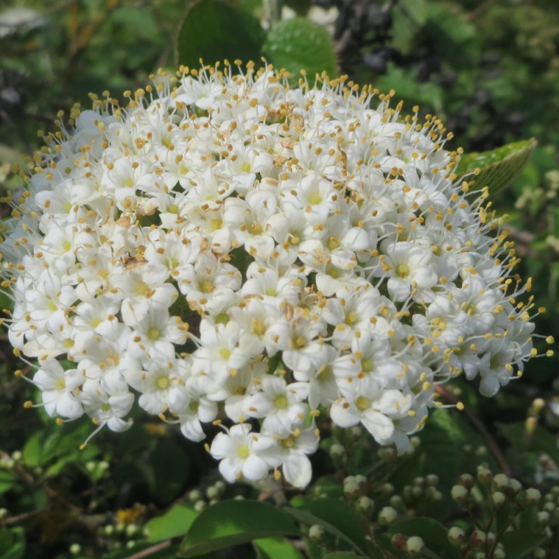 Viorne lantane, Viburnum