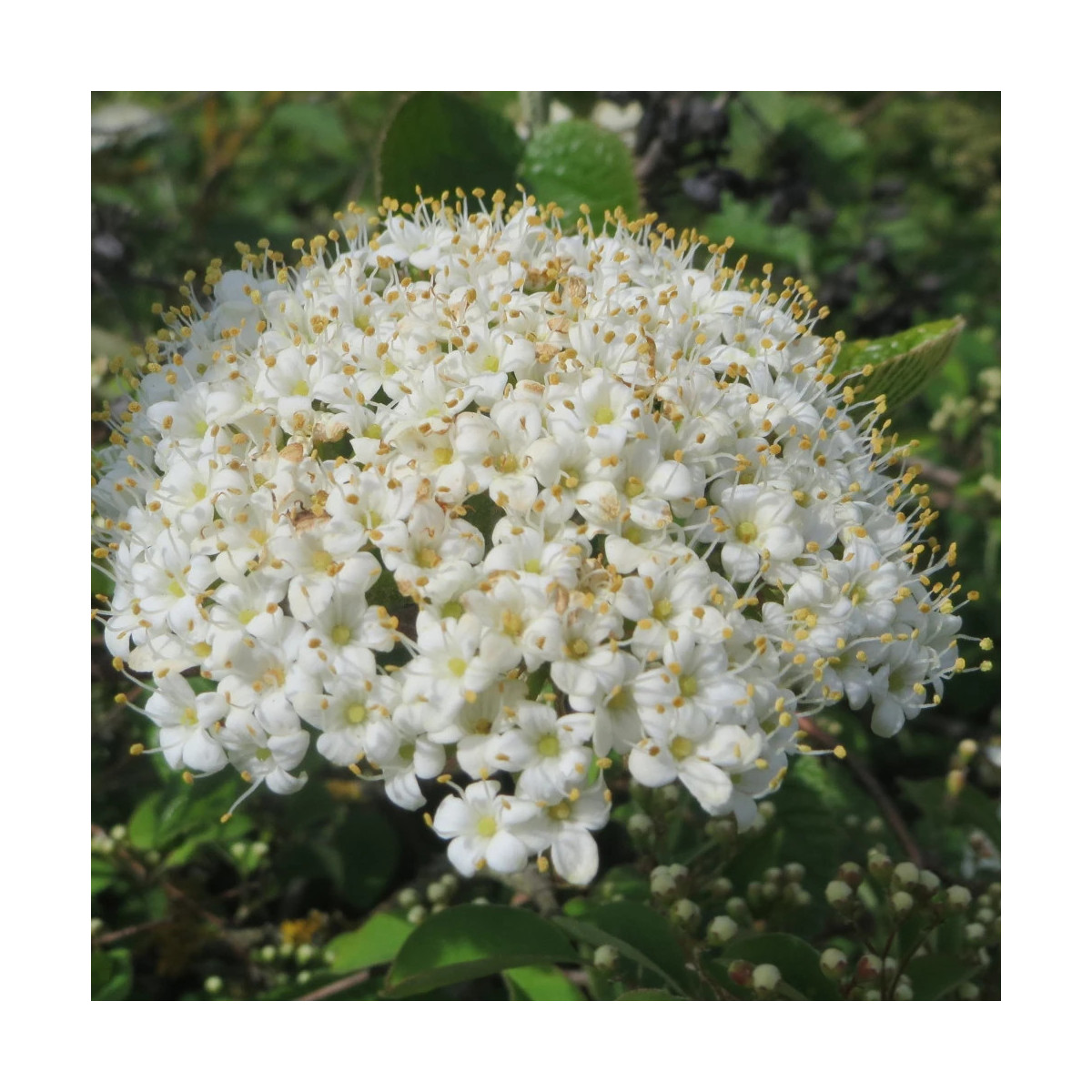 Viorne lantane, Viburnum Viorne lantane, Viburnum