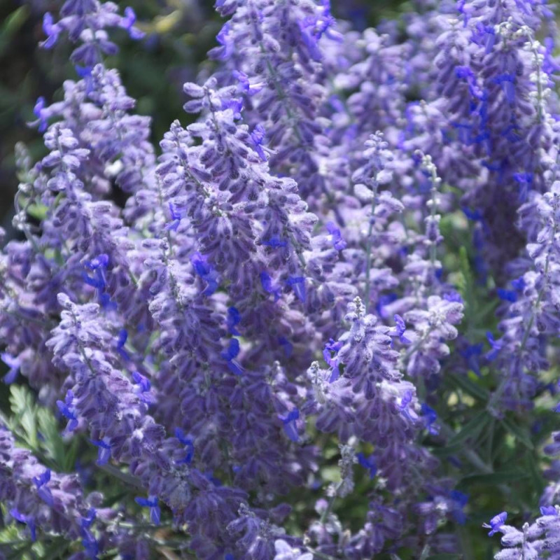 Lavande d'Afghanistan Lacey Blue® 'Lisslitt', Sauge Russe, Perovskia