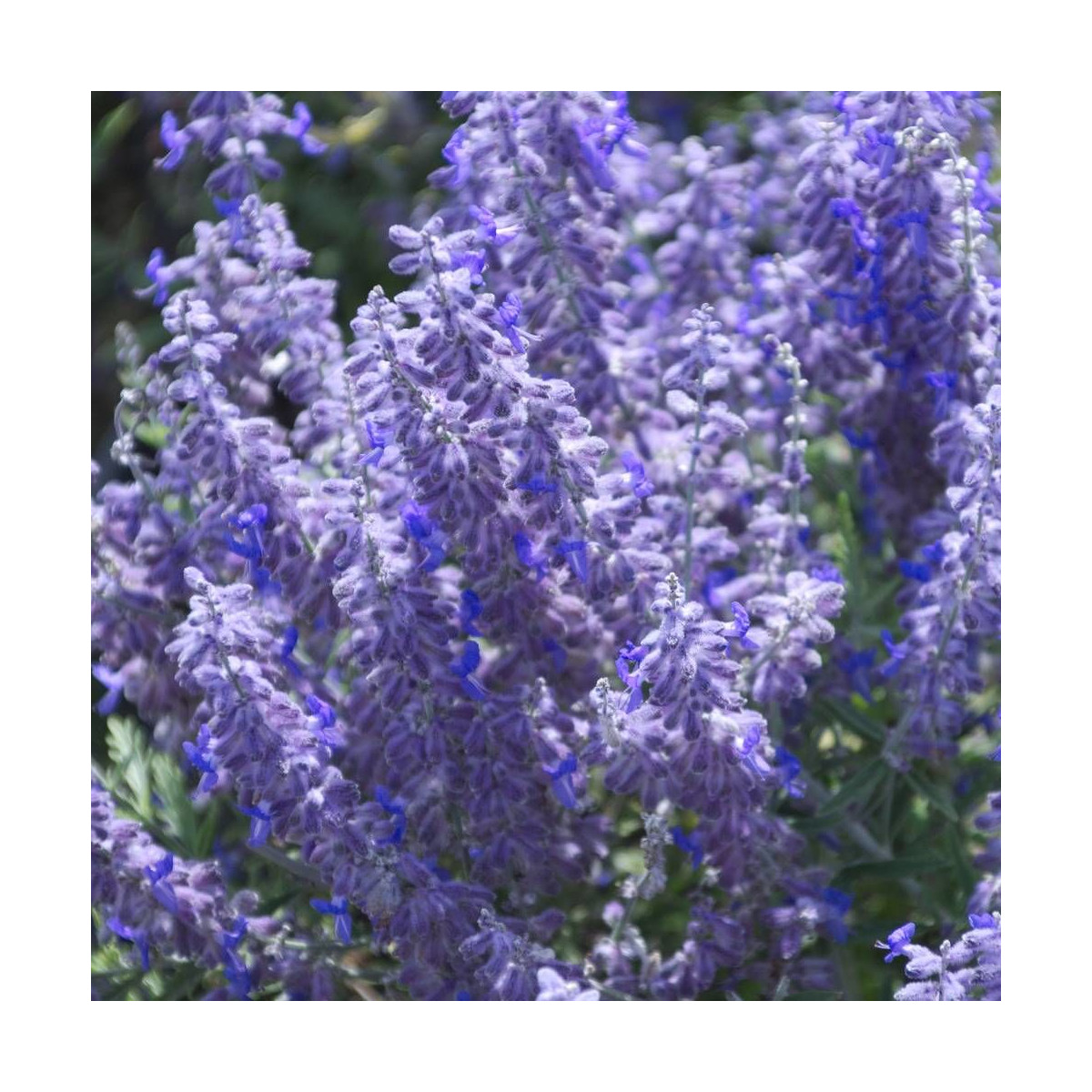 Lavande d'Afghanistan Lacey Blue® 'Lisslitt', Sauge Russe, Perovskia
