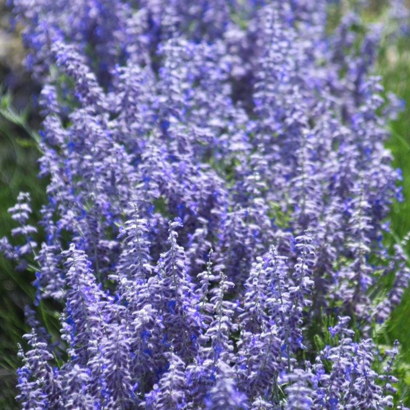 Lavande d'Afghanistan Lacey Blue® 'Lisslitt', Sauge Russe, Perovskia