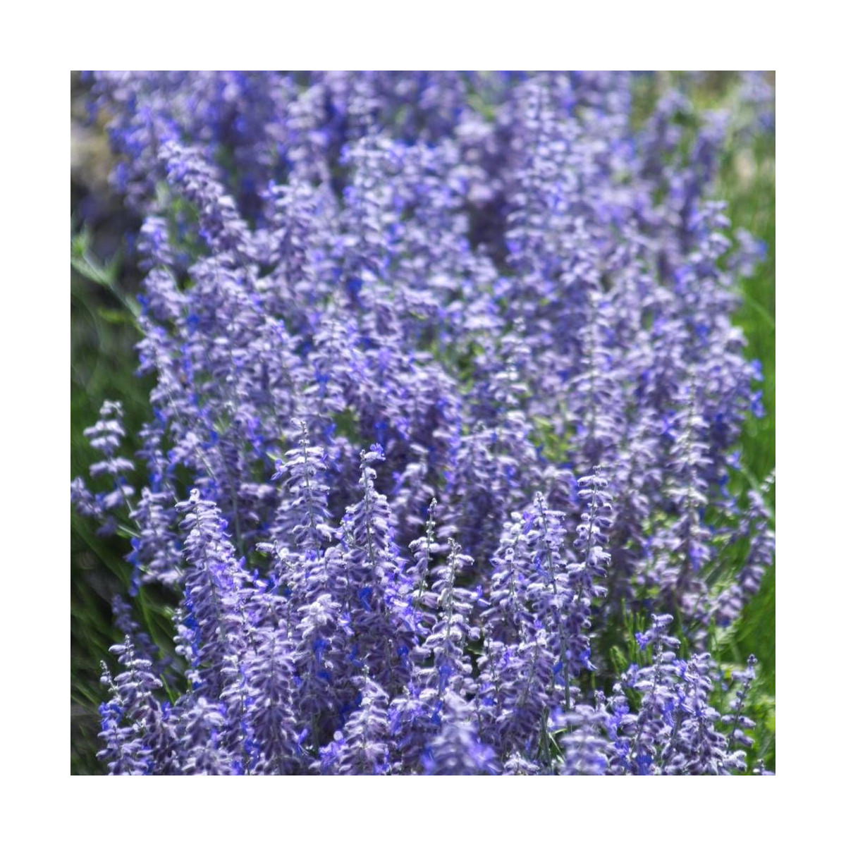Lavande d'Afghanistan Lacey Blue® 'Lisslitt', Sauge Russe, Perovskia