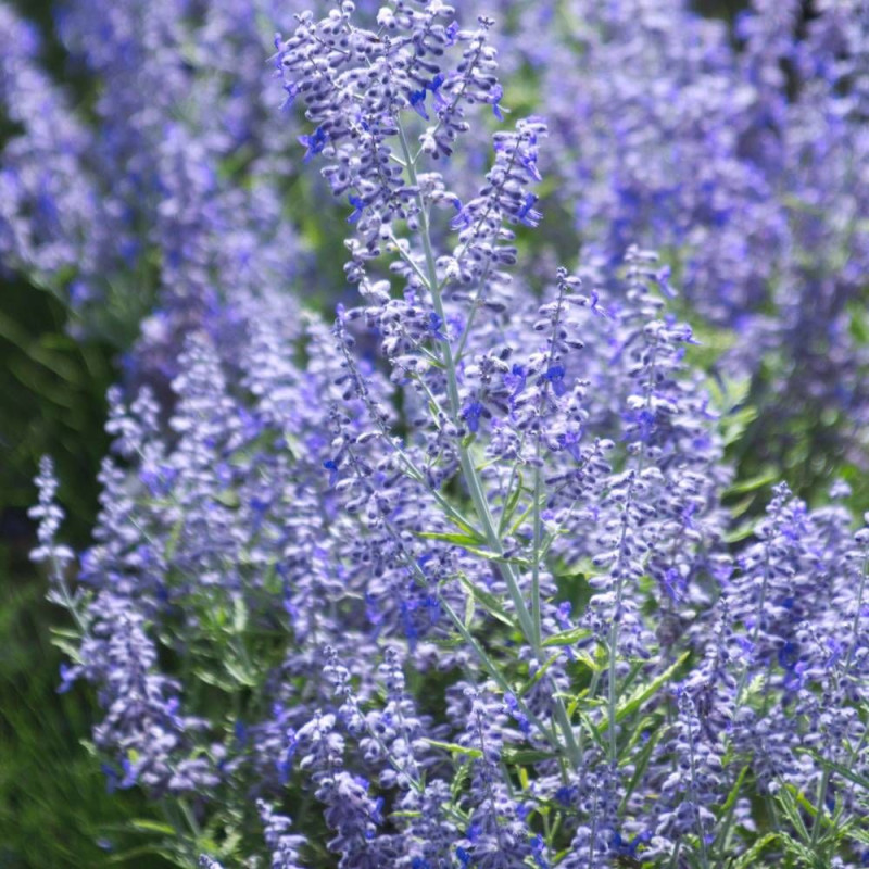 Lavande d'Afghanistan Lacey Blue® 'Lisslitt', Sauge Russe, Perovskia