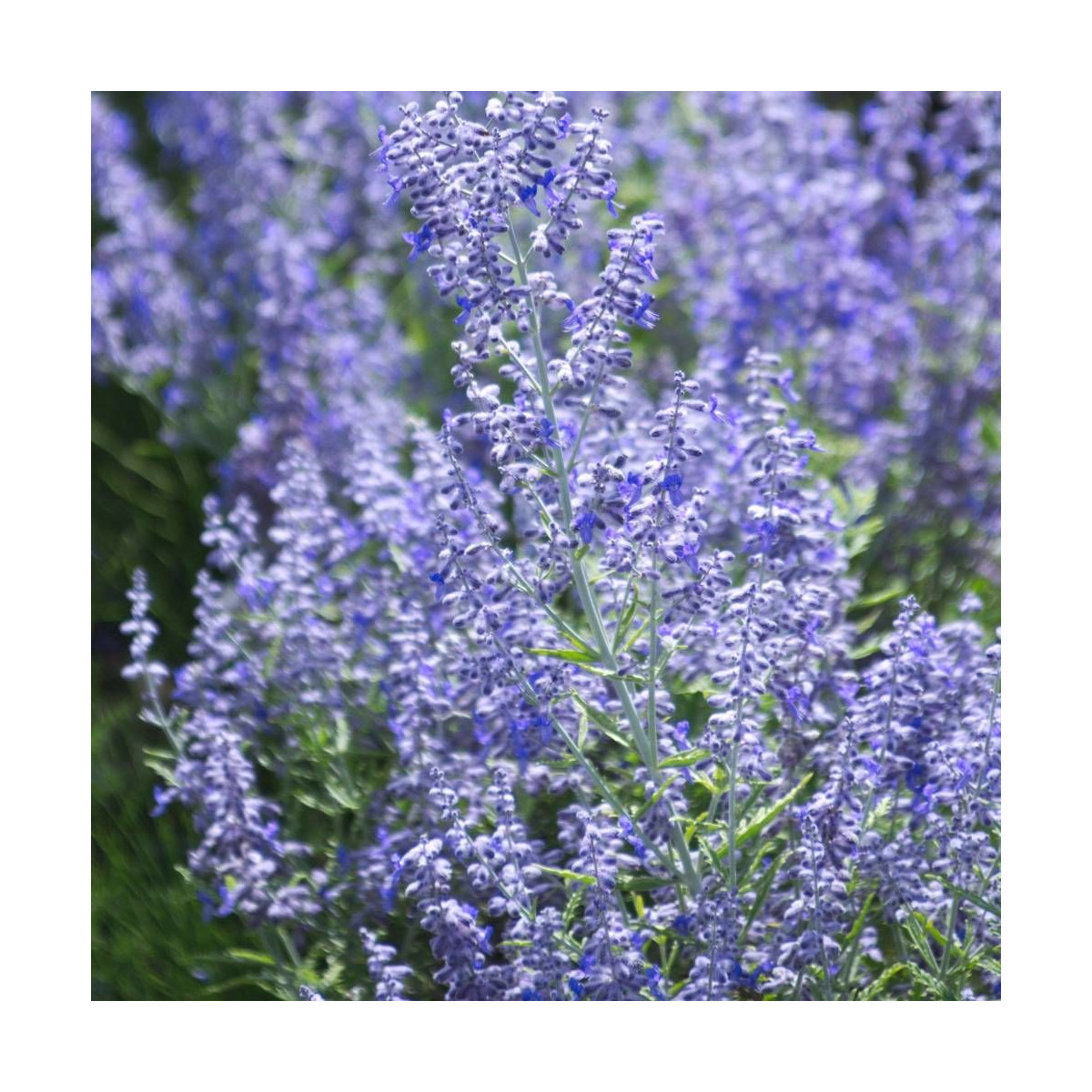 Lavande d'Afghanistan Lacey Blue® 'Lisslitt', Sauge Russe, Perovskia