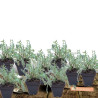 Achillée odorata