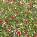 Sauge à petites feuilles Hot Lips®