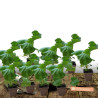 Rose trémière à feuilles de figuier