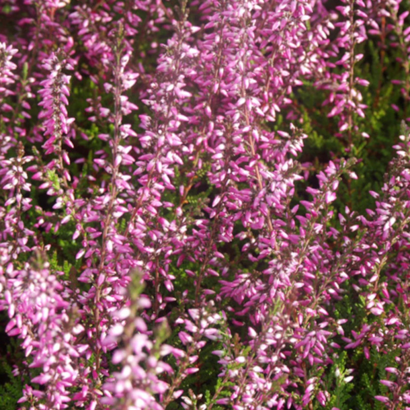 Bruyère d'été Marlies