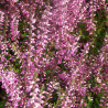 Bruyère d\'été Marlies