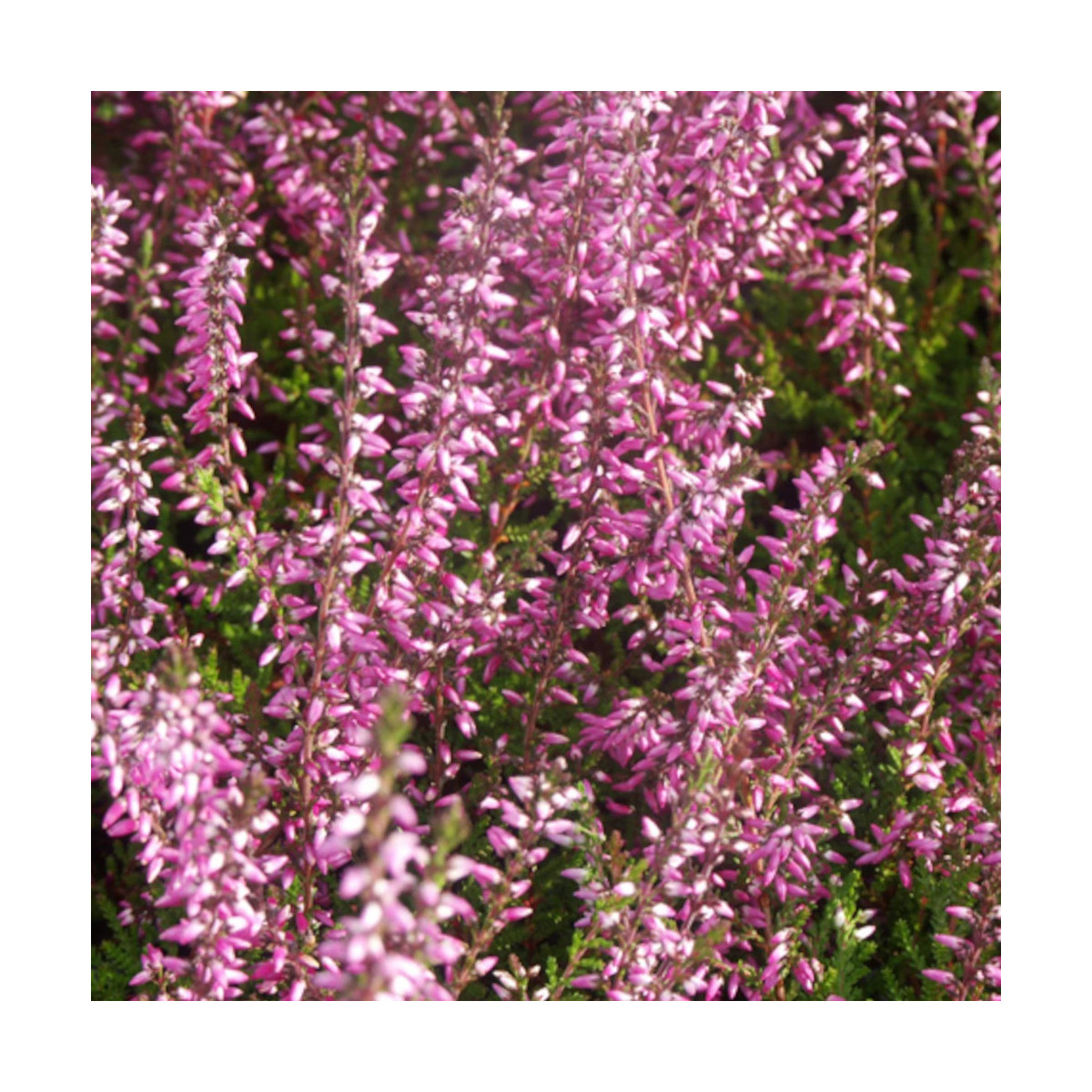 Bruyère d'été Marlies