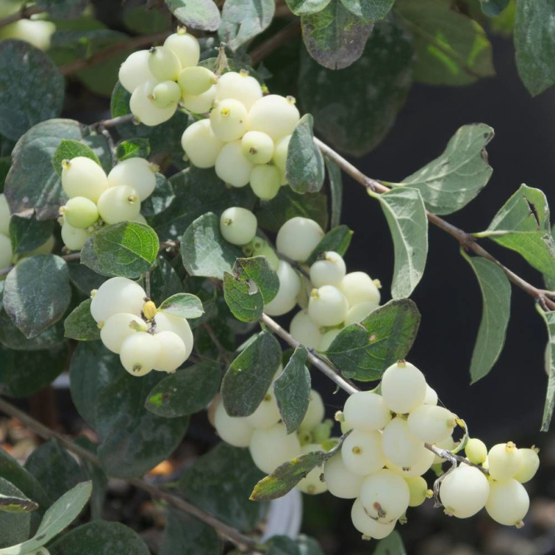 Symphorine Magical® Galaxy 'Kolmgala', Symphoricarpos