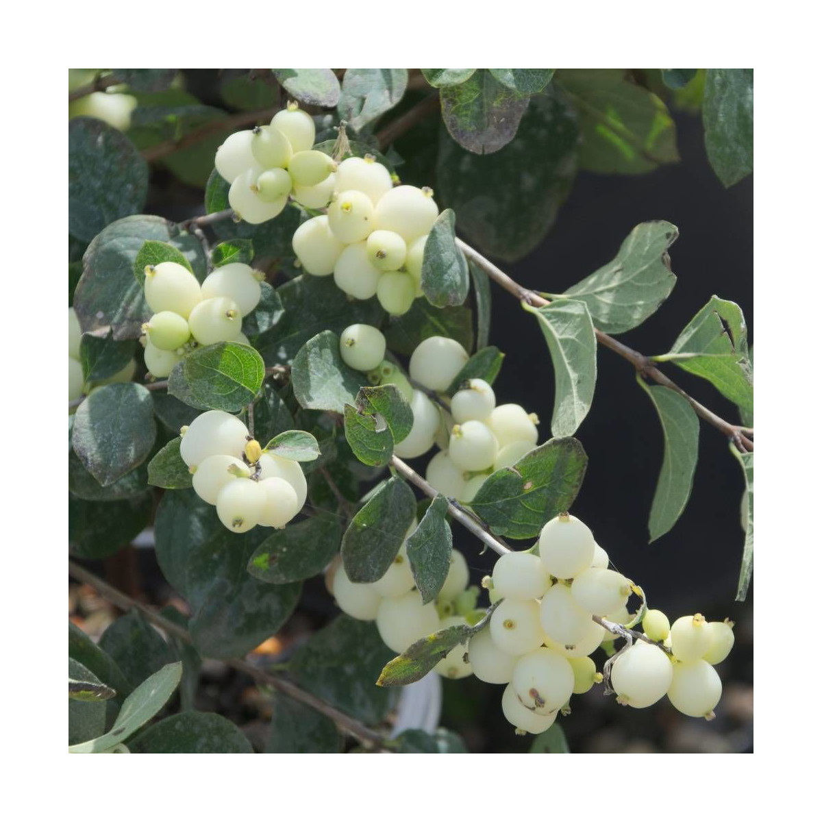 Symphorine Magical® Galaxy 'Kolmgala', Symphoricarpos