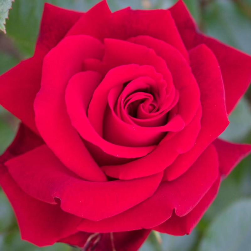 Rosier à grandes fleurs Ingrid Bergman® 'Poulman'