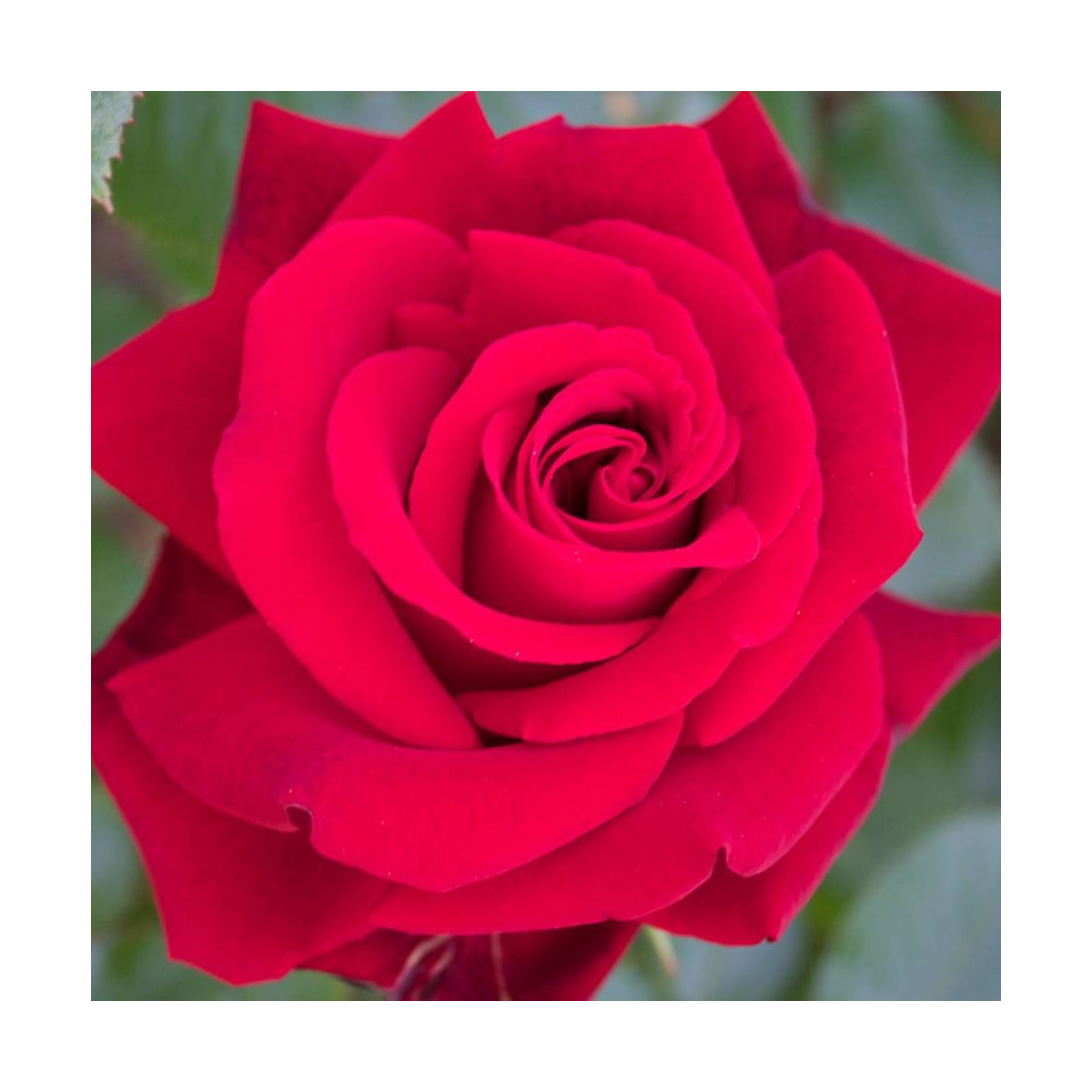 Rosier arbustif Ingrid Bergman® 'Poulman'