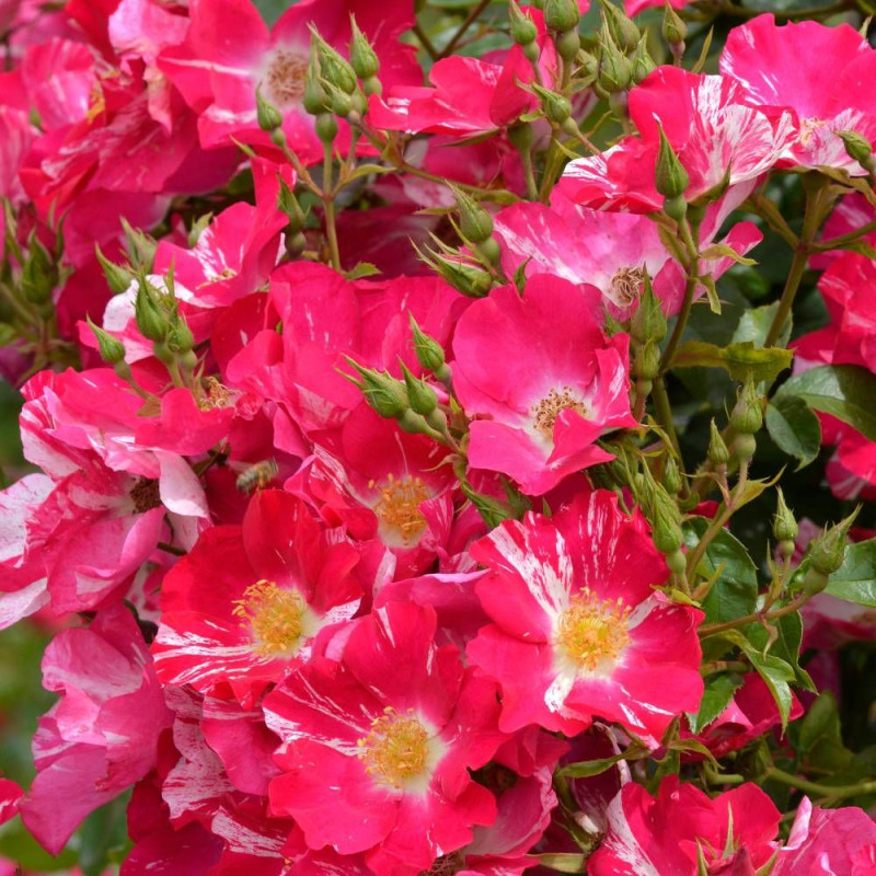 Rosier grimpant A chacun son Everest® 'Evestri'