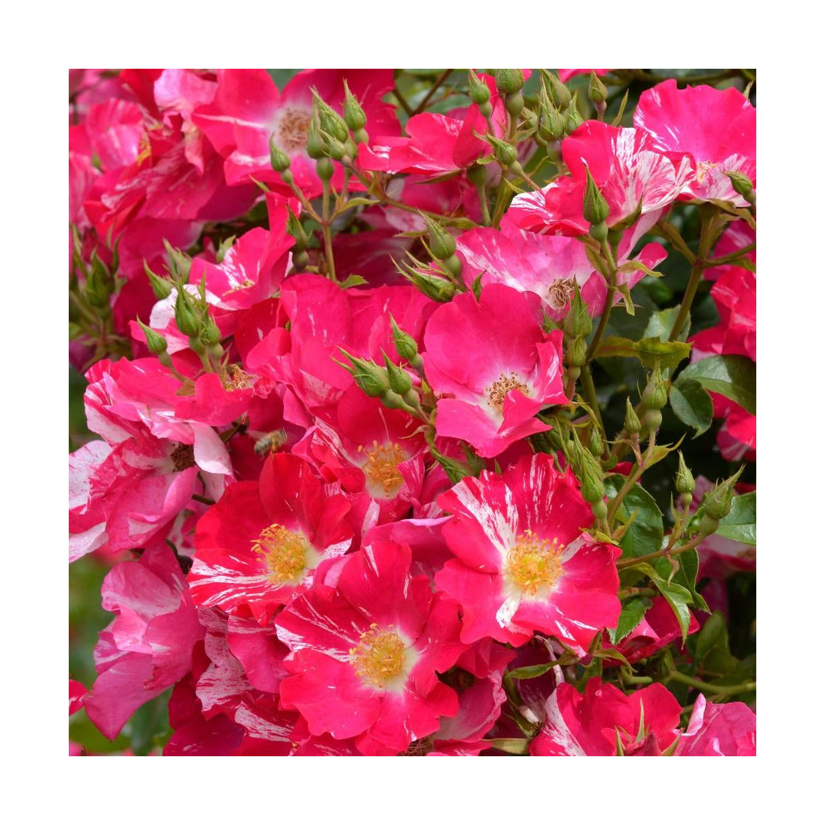 Rosier grimpant A chacun son Everest® 'Evestri'