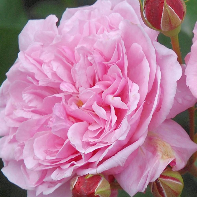 Rosier à grandes fleurs André Brunel® 'Panhay'