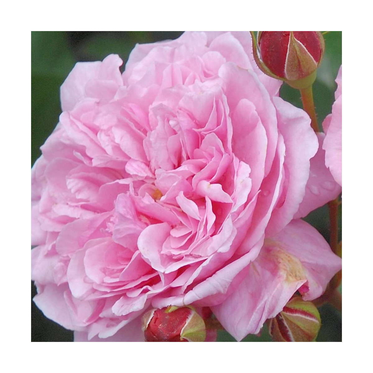 Rosier arbustif André Brunel® 'Panhay'