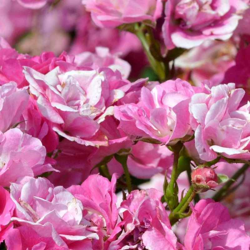Rosier à fleurs groupées Ariel® 'Evecosoe'