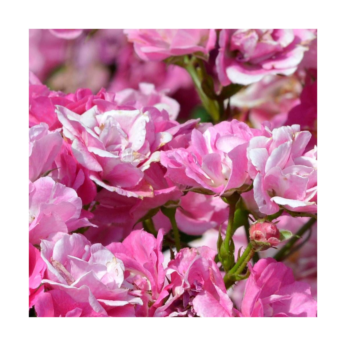 Rosier arbustif Ariel® 'Evecosoe'