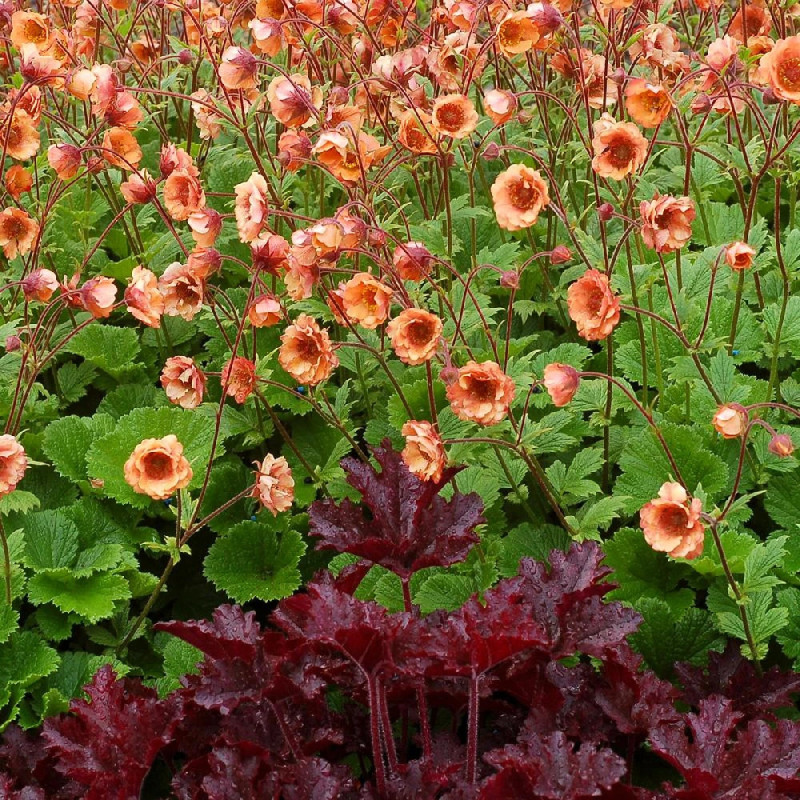 Benoîte Tempo ® 'Orange'