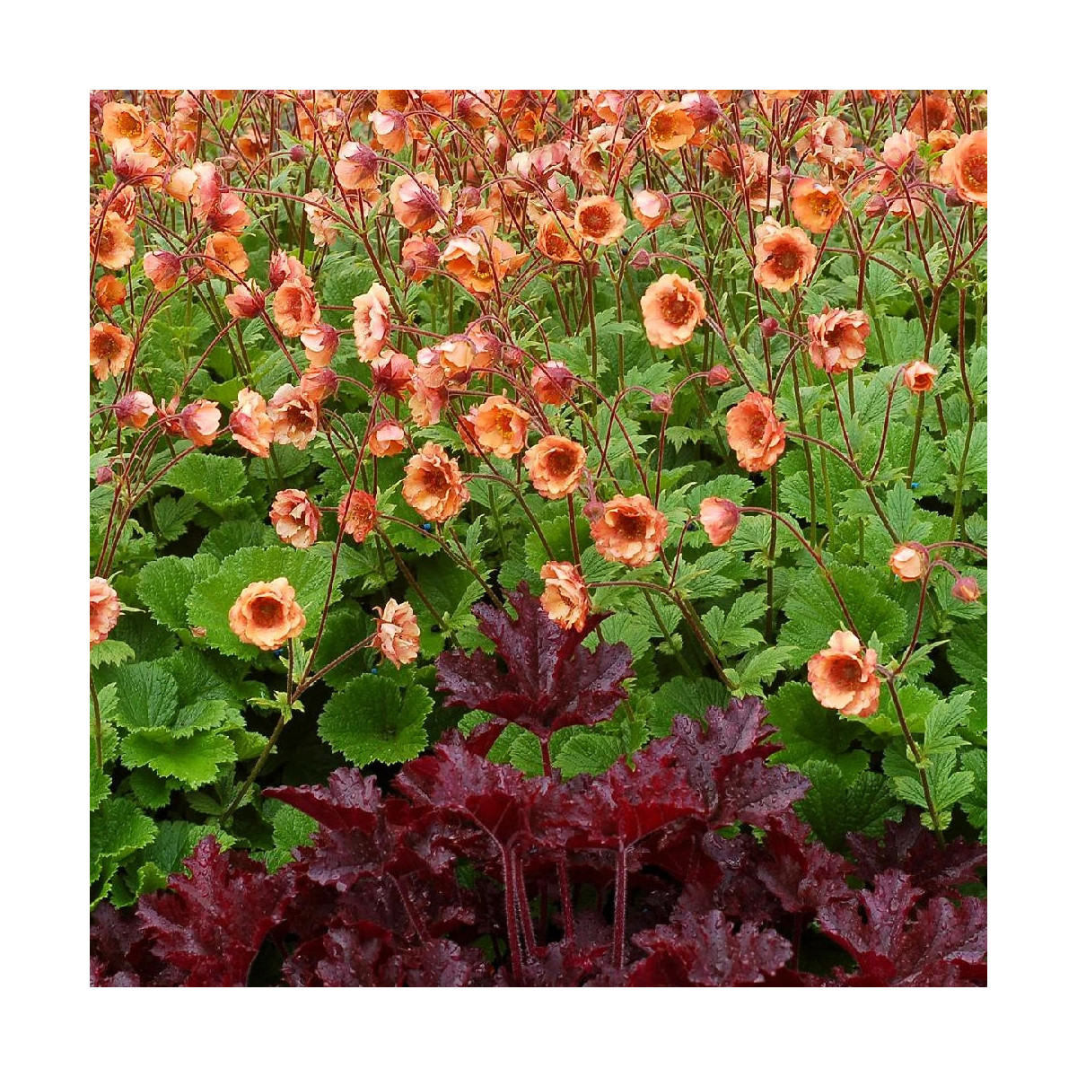 Benoîte Tempo ® 'Orange'
