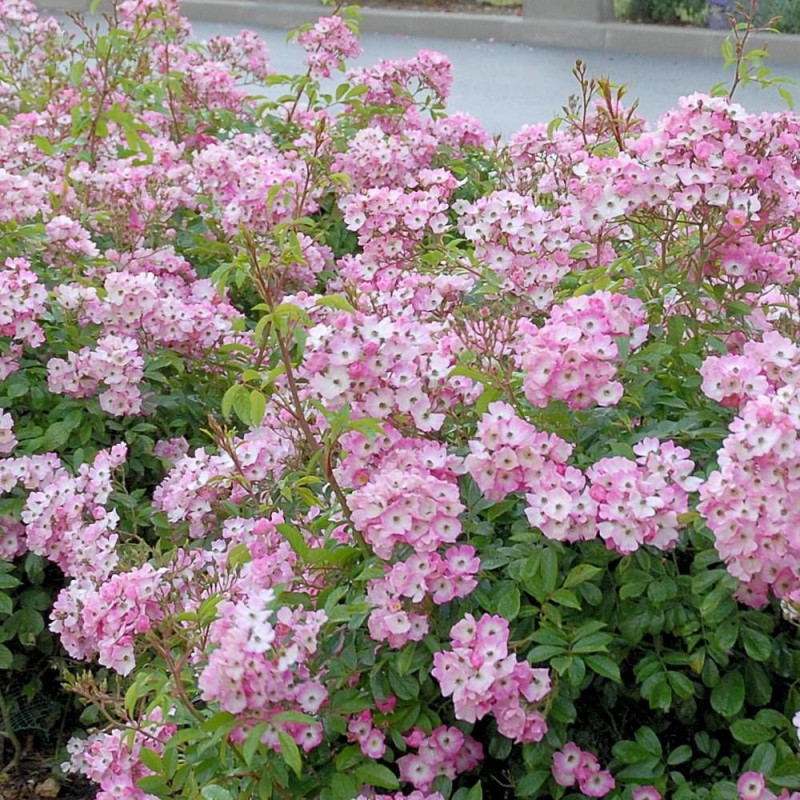 Rosier à fleurs groupées Ballerina