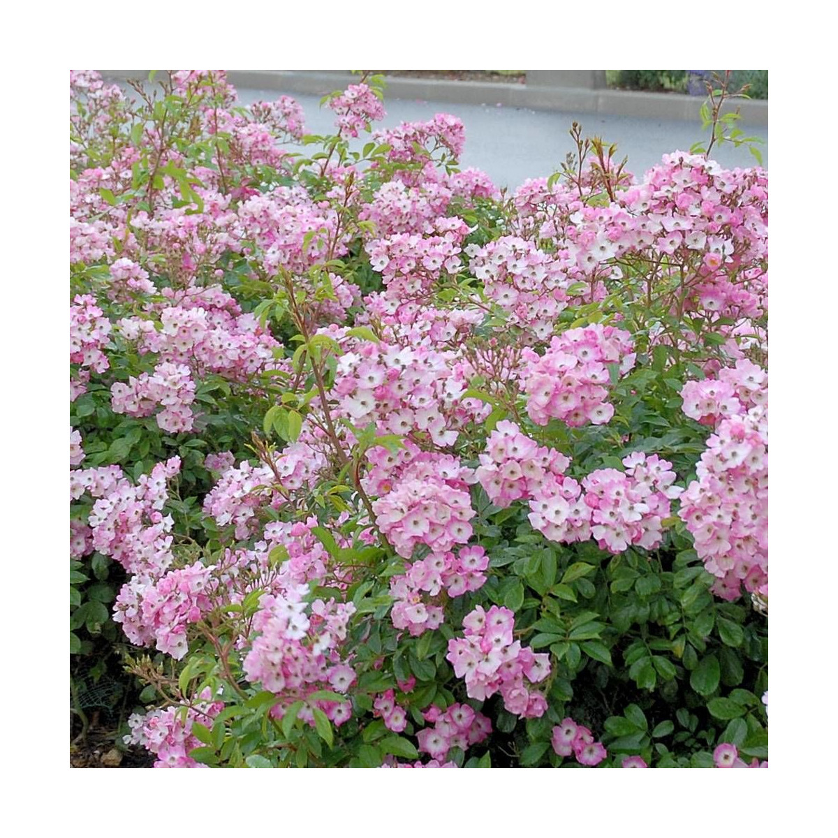 Rosier arbustif Ballerina