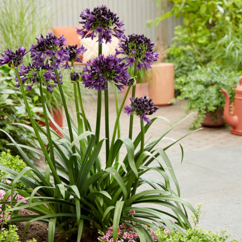 Agapanthe Black Jack® 'DWAghyb02'
