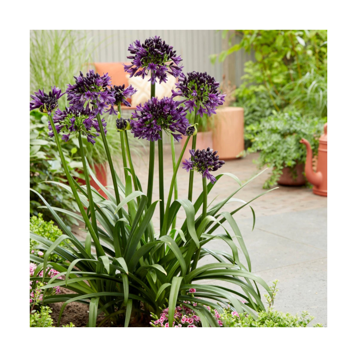 Agapanthe Black Jack