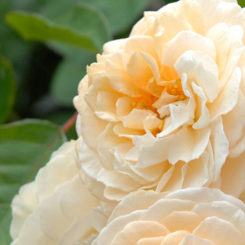 Rosier ancien Buff Beauty