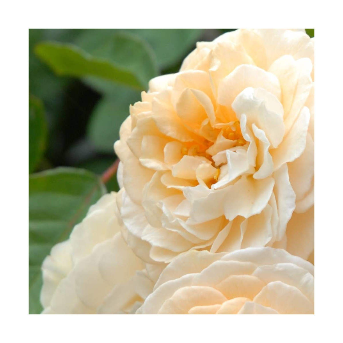 Rosier ancien Buff Beauty