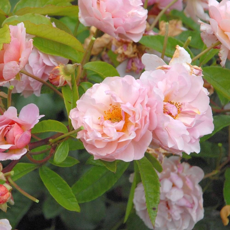 Rosier ancien Cornelia