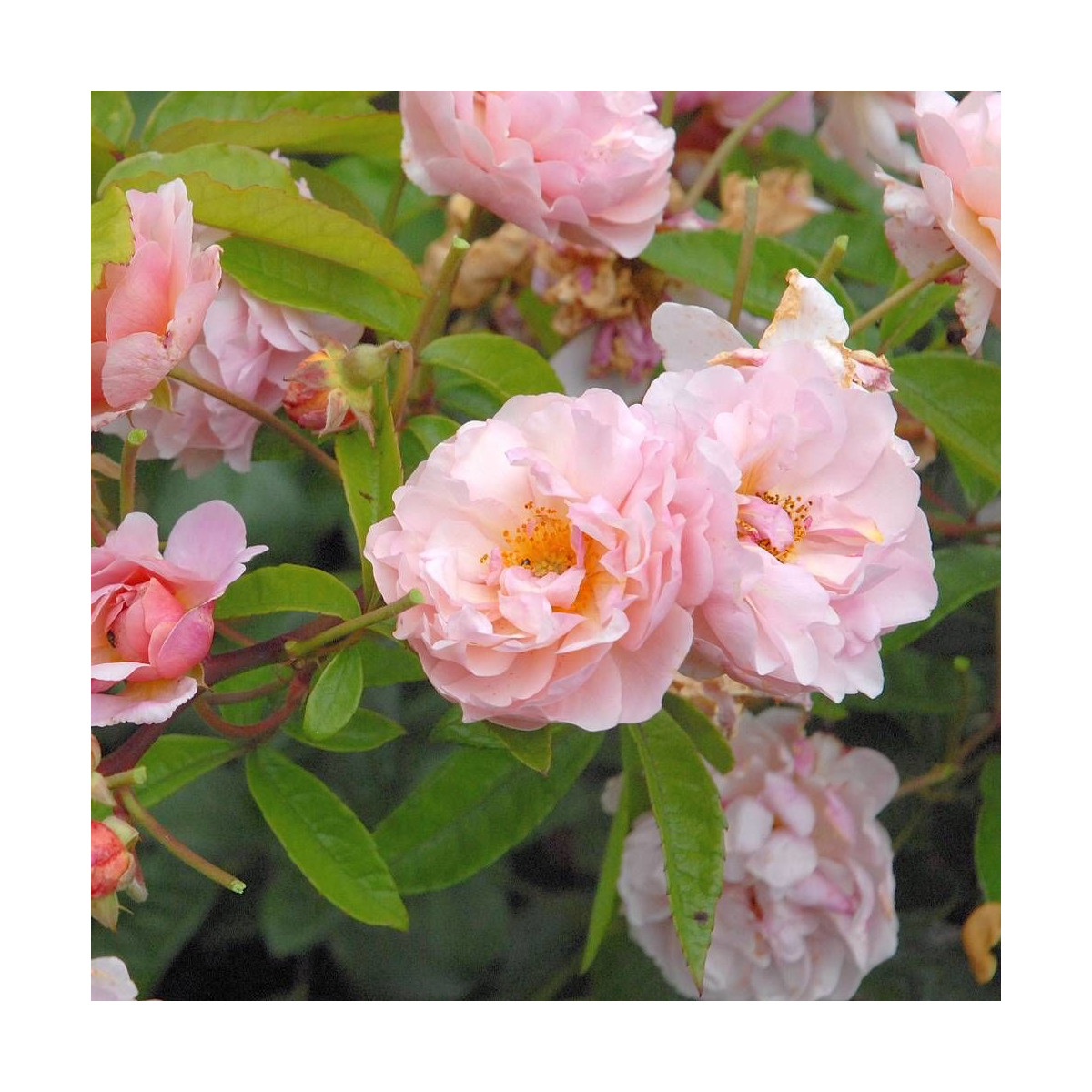 Rosier arbustif Cornelia