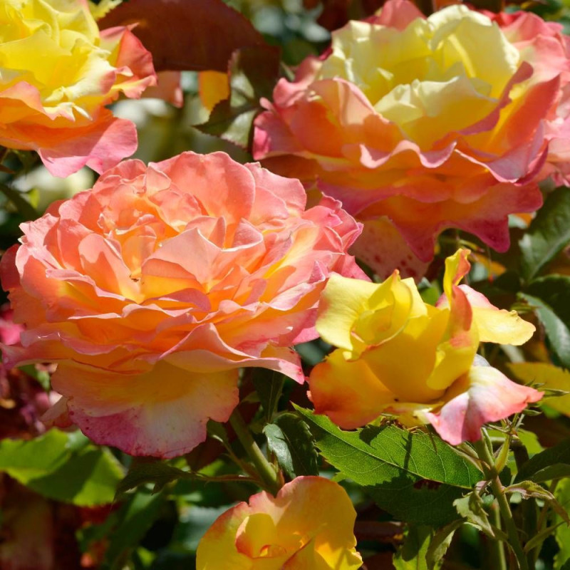Rosier à grandes fleurs Concours Lépine® 'Evecolepi'