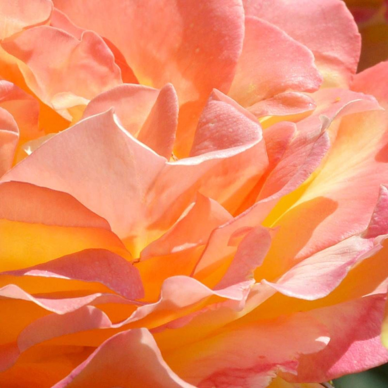 Rosier à grandes fleurs Concours Lépine® 'Evecolepi'