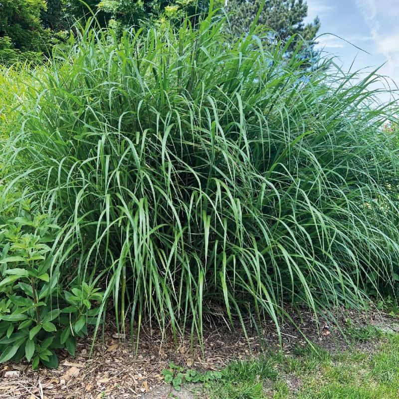 Miscanthus, Roseau de Chine Miscanvert®