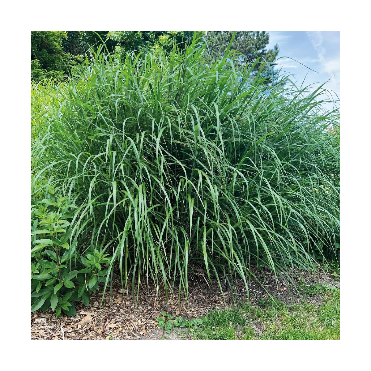 Miscanthus, Roseau de Chine Miscanvert® Miscanthus, Roseau de Chine Miscanvert®