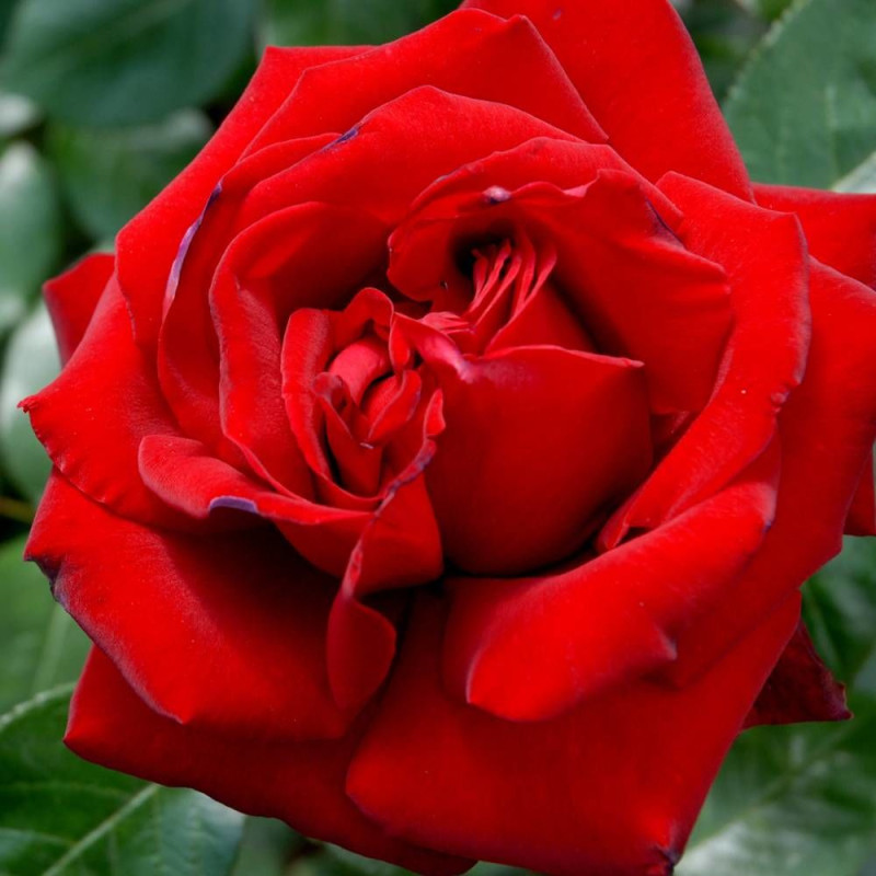 Rosier à grandes fleurs Ingrid Bergman® 'Poulman'