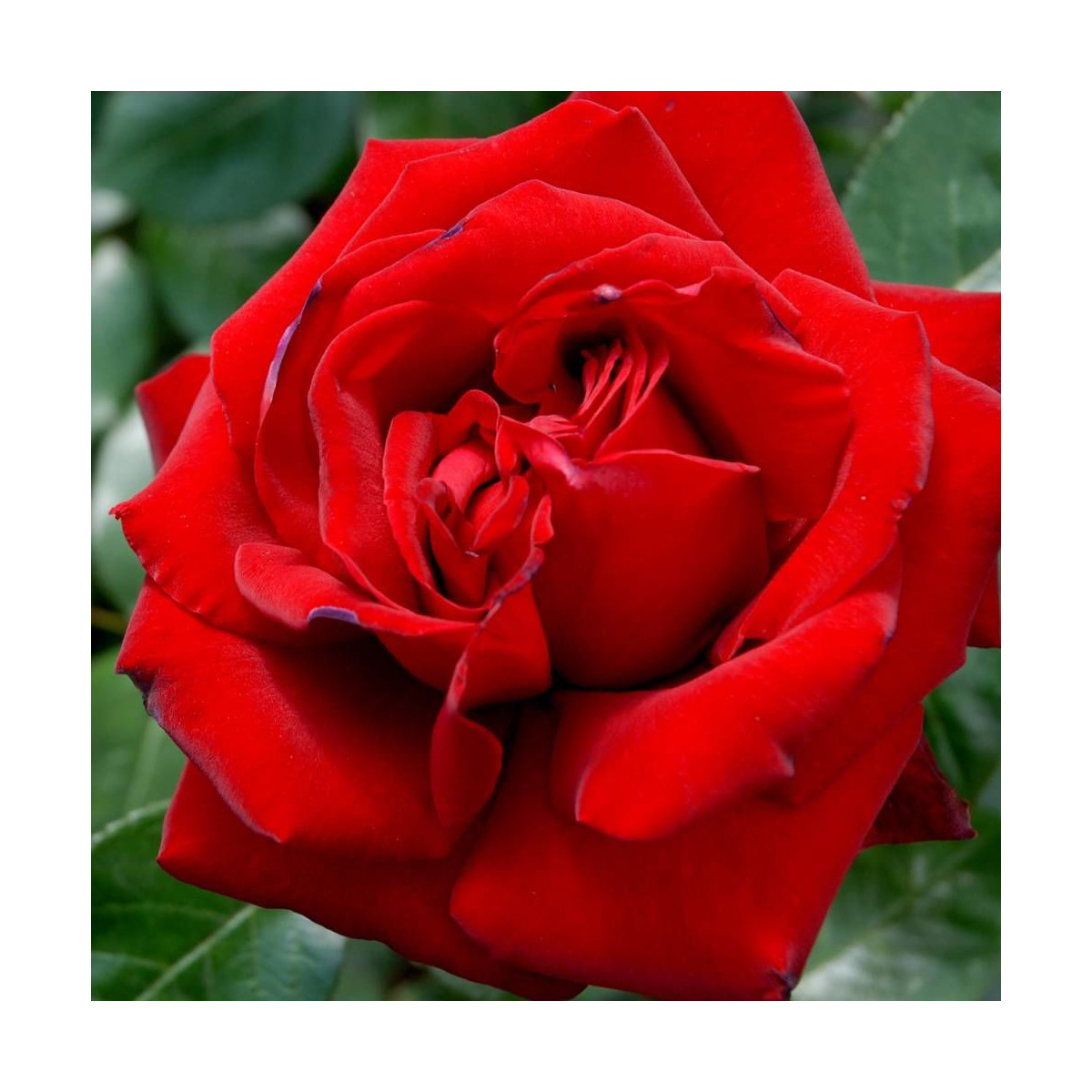 Rosier arbustif Ingrid Bergman® 'Poulman'