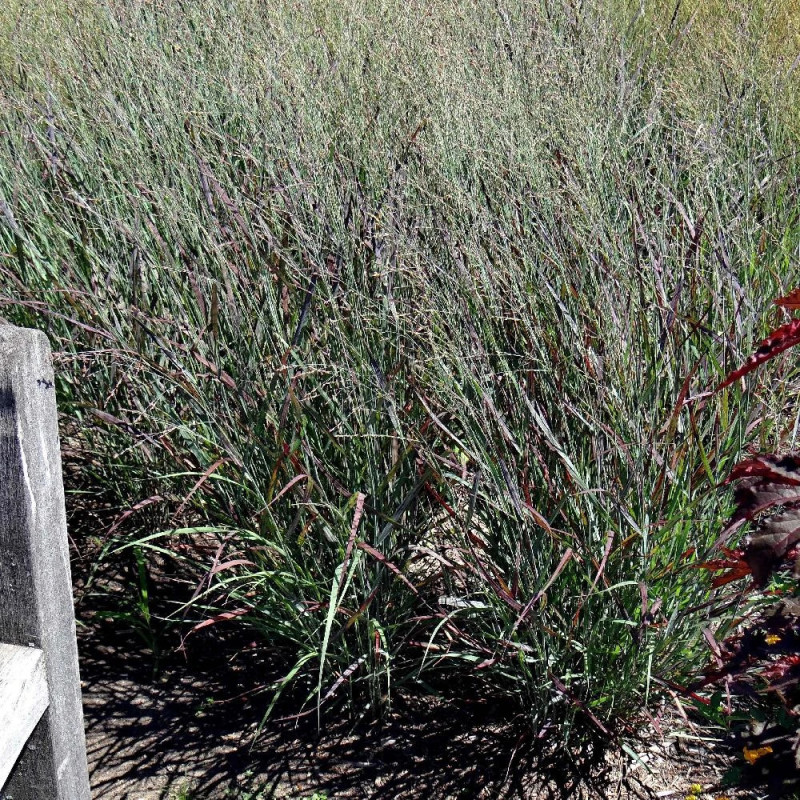 Panic érigé Oxblood Autumn®, Panicum