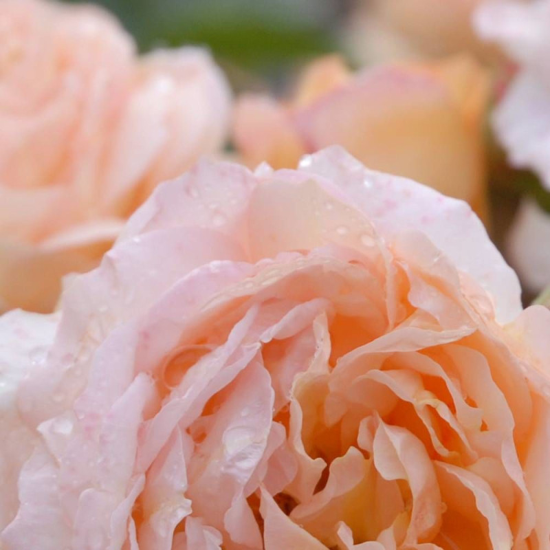 Rosier à fleurs groupées Leander® 'Auslea'