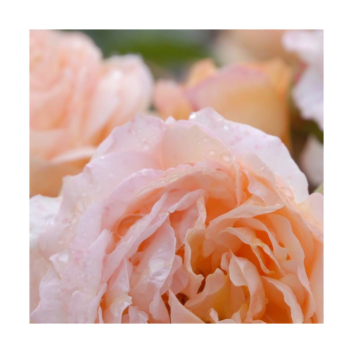 Rosier arbustif Leander® 'Auslea'