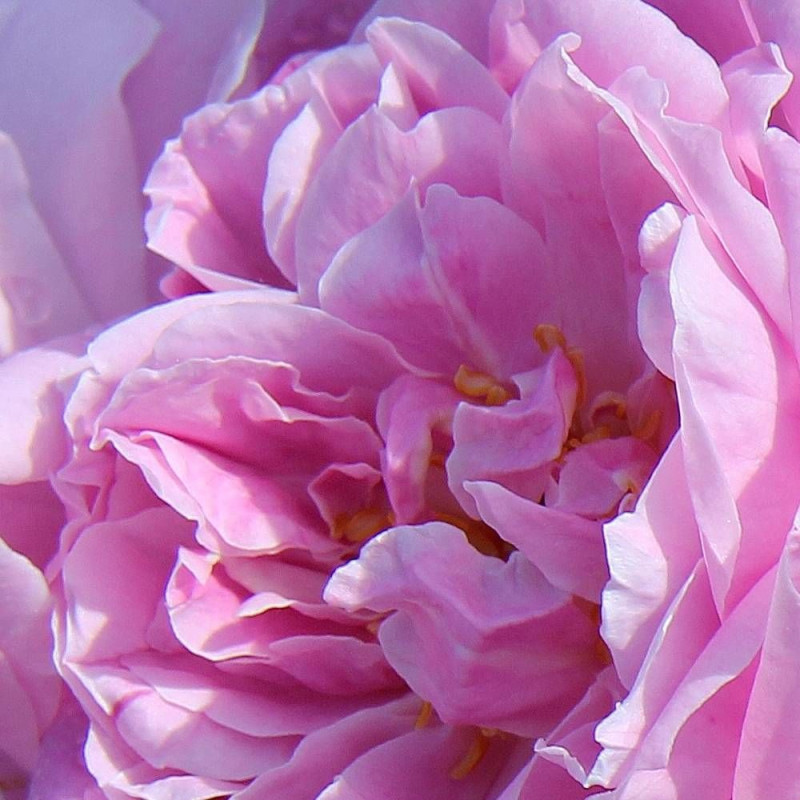 Rosier à fleurs groupées L'herbe Folle® 'Evelava'