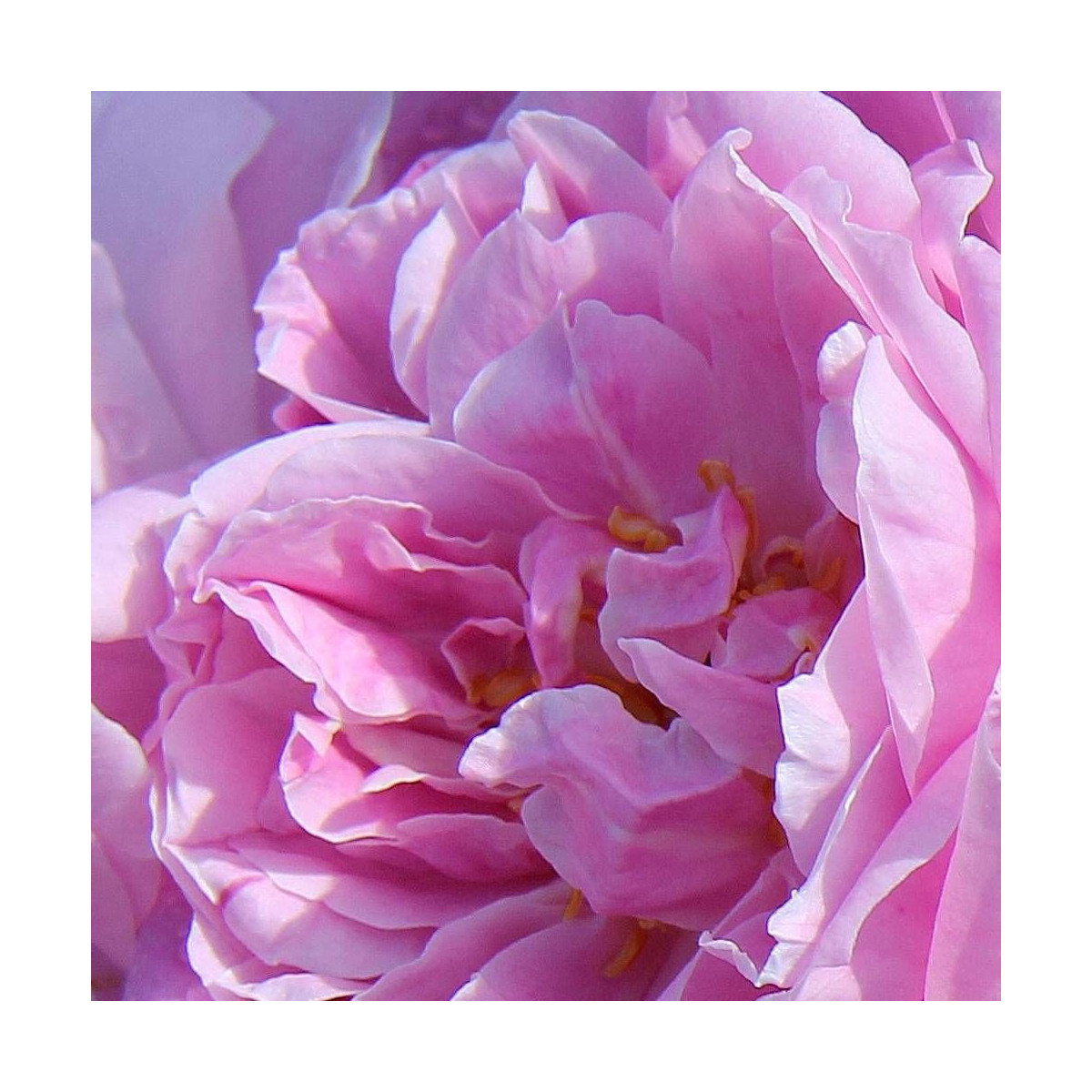 Rosier arbustif L'herbe Folle® 'Evelava'