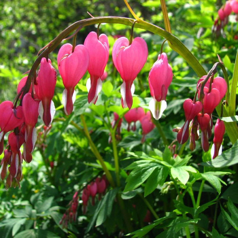 Coeur de Marie, Dicentra